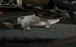 French Bulldog dogs for sale: 4 year old male frenchie needing rehomed - Image 2