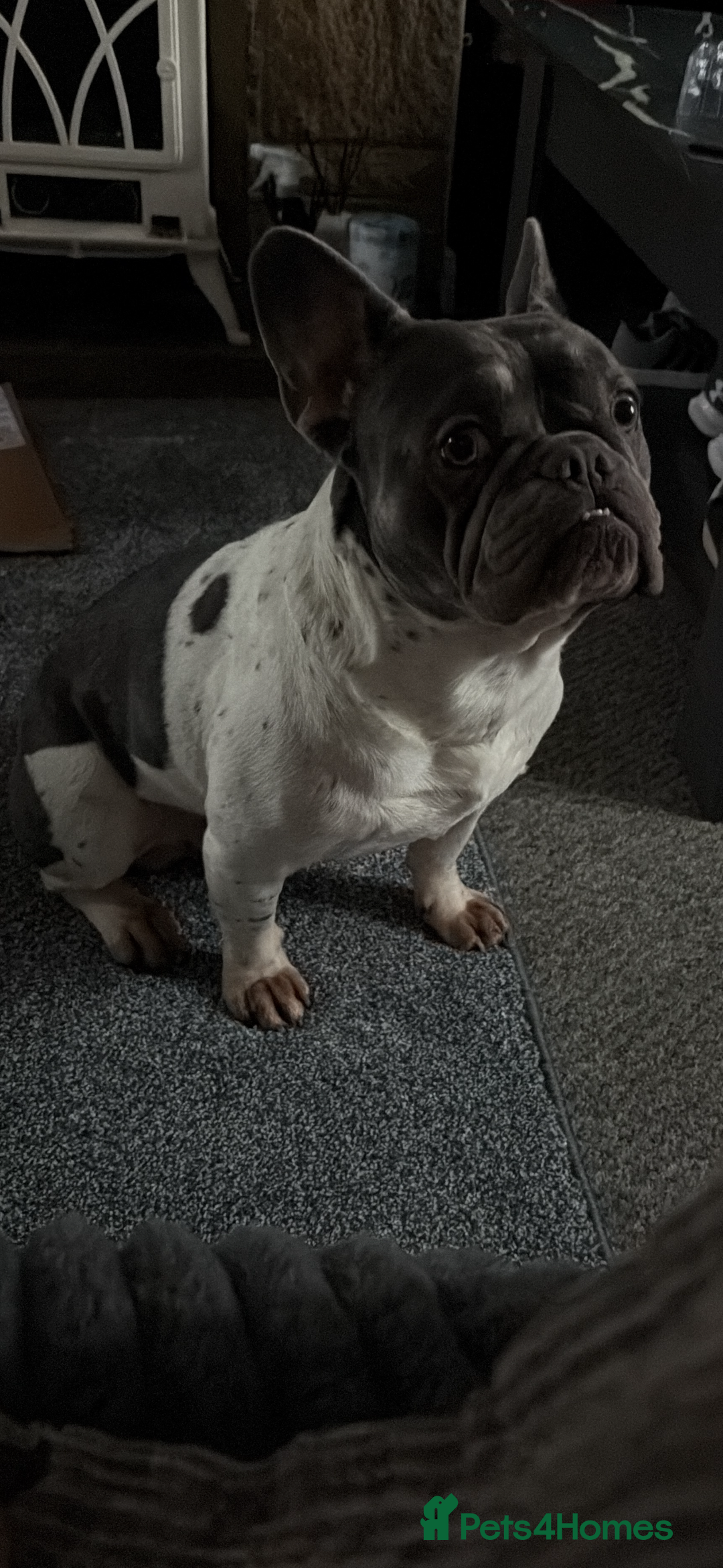 French Bulldog dogs for sale: 4 year old male frenchie needing rehomed - Image 2