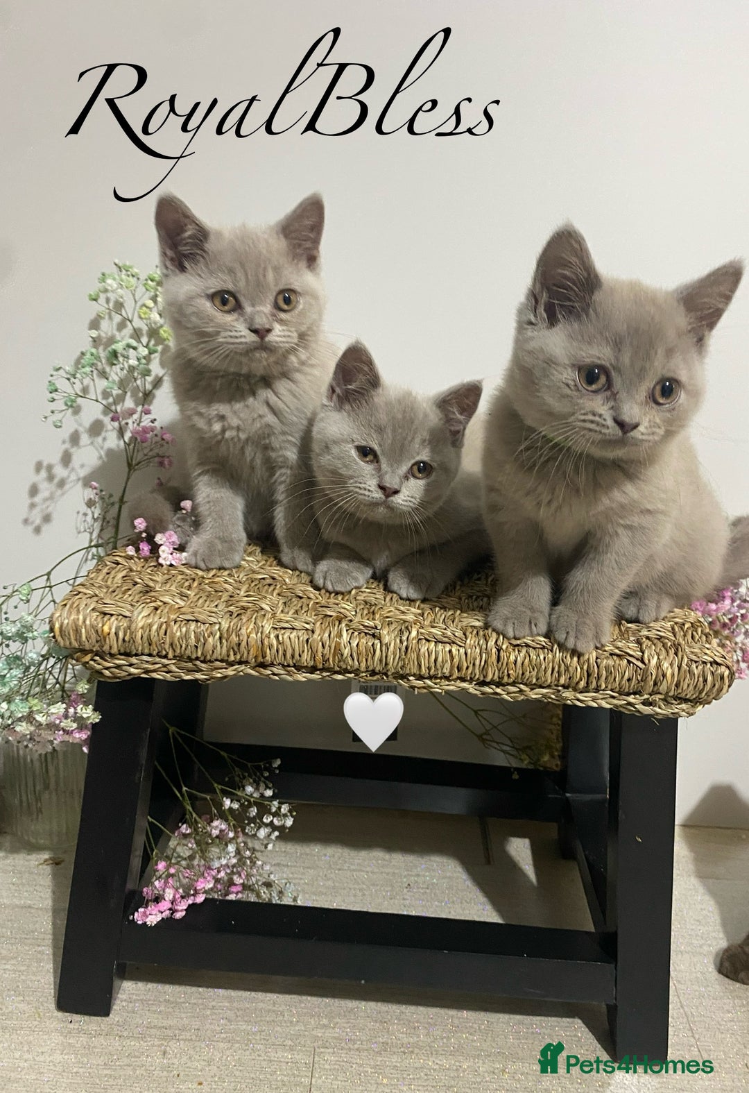 British Shorthair cats for sale: 👑ROYALBLESS STUNNING LILAC BRITISH SHORTHAIR  - Image 17
