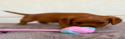 Cavalier King Charles Spaniel dogs for sale: Gorgeous Cavalier King Charles Puppies! - Advert 35