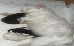 Mixed Breed cats for sale: Kittens  - Image 17