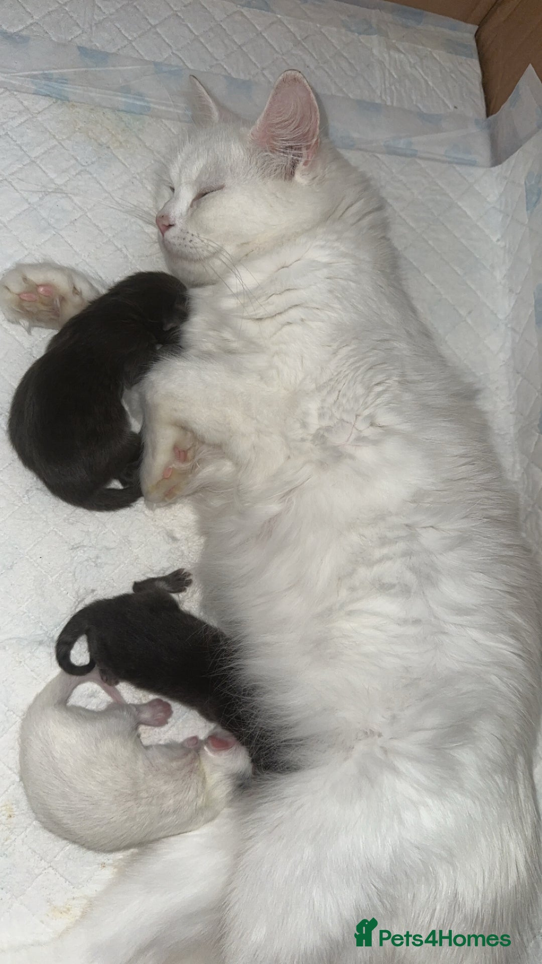 Mixed Breed cats for sale: Kittens  - Image 17