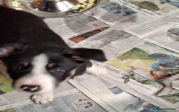 Border Collie dogs for sale: Border collie Puppy forsale - Image 7
