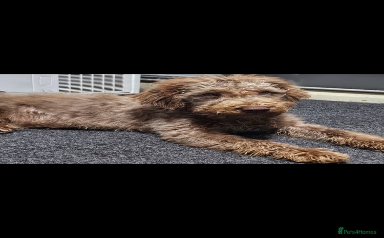 Mixed Breed dogs - Advert 1