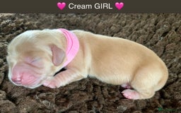 Miniature Dachshund dogs for sale: ⭐️CREAM LONG HAIRED KC/PRA CLR MINI DACHSHUNDS⭐️ - Image 17