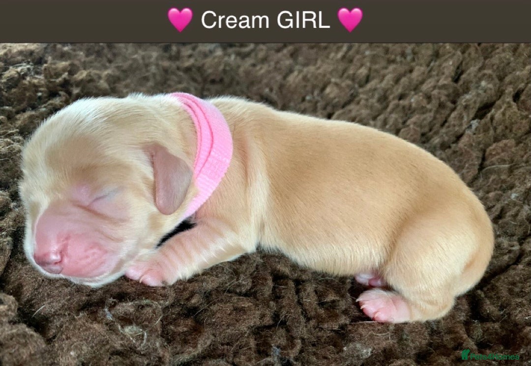 Miniature Dachshund dogs for sale: ⭐️CREAM LONG HAIRED KC/PRA CLR MINI DACHSHUNDS⭐️ - Image 17