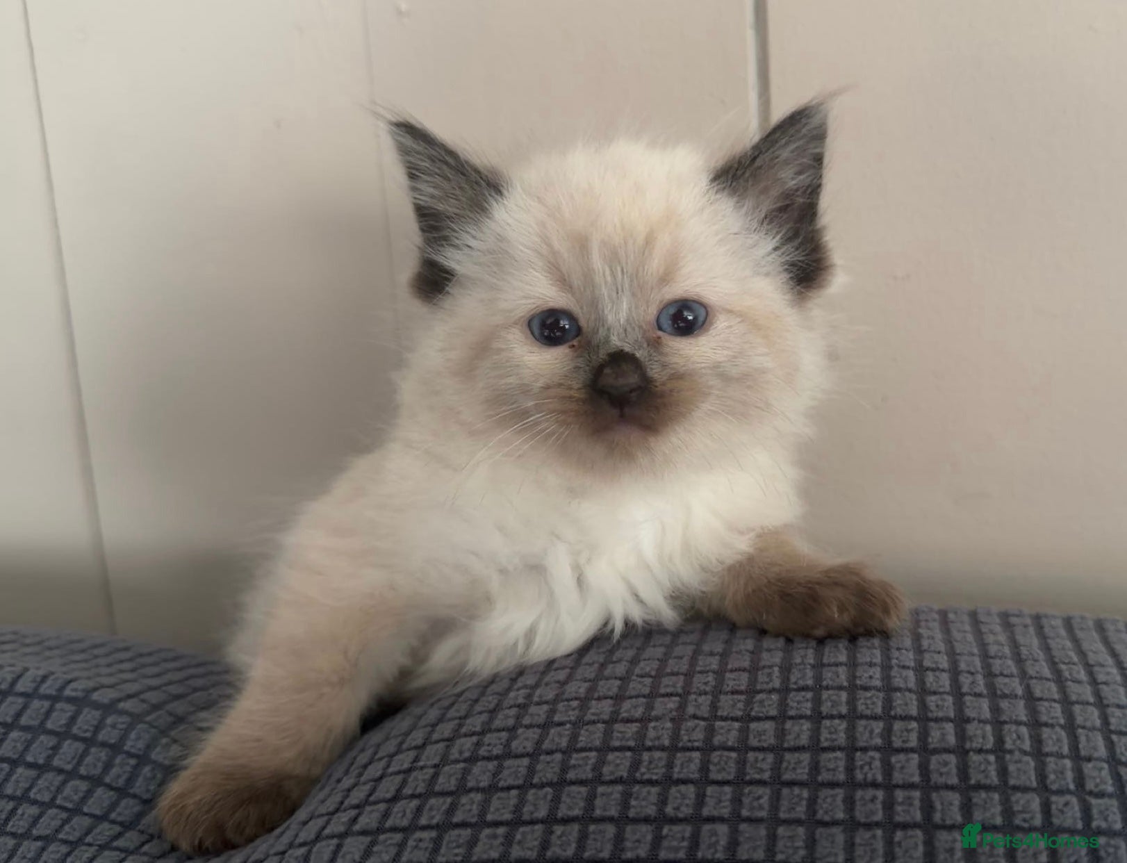 Ragdoll cats Stunning ragdoll kittens - Advert 1