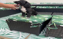 Cocker Spaniel dogs for sale: Cocker spaniel puppies  - Image 12