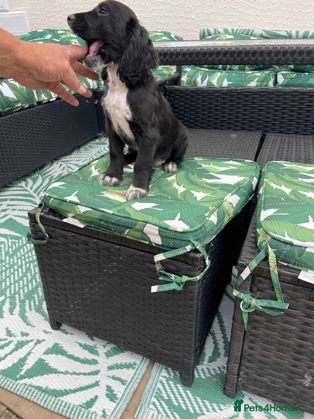 Cocker Spaniel dogs for sale: Cocker spaniel puppies  - Image 12