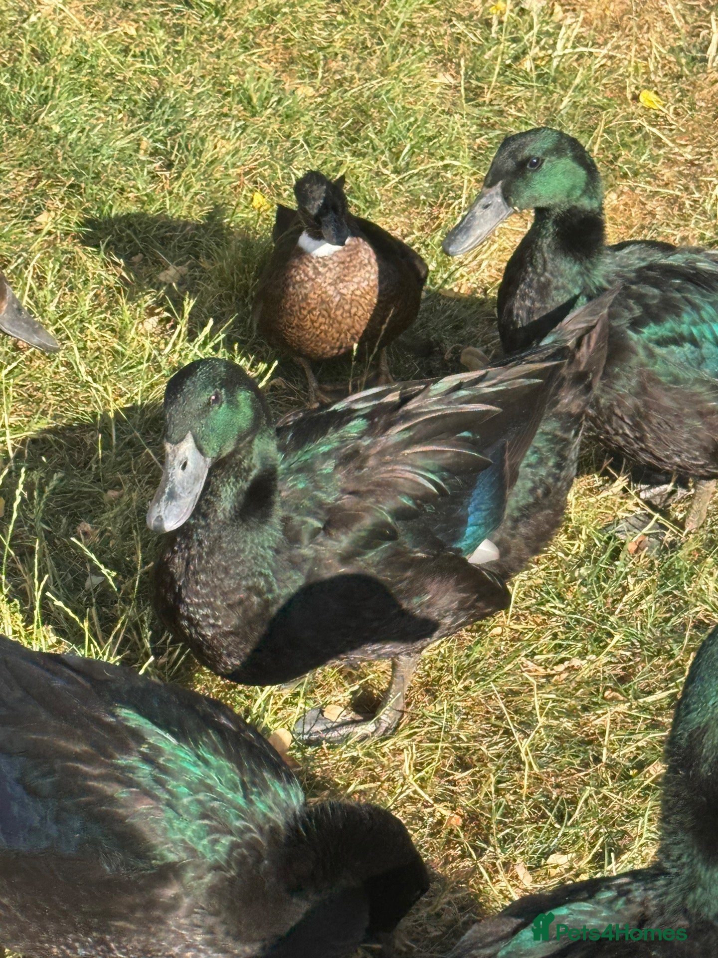 Ducks poultry Drake Cayugas - Advert 9