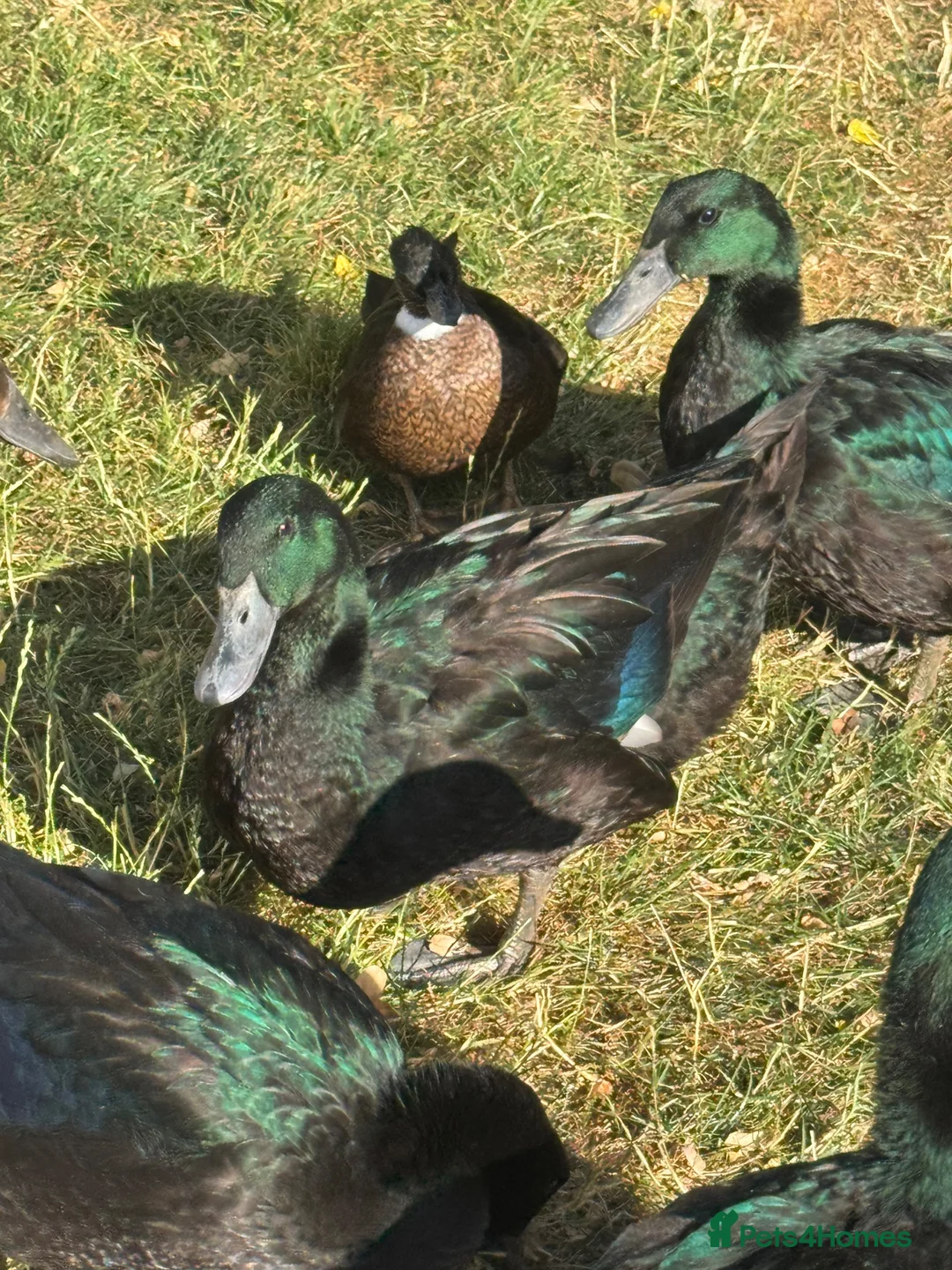 Ducks poultry for sale: Drake Cayugas in Daventry - Advert 1