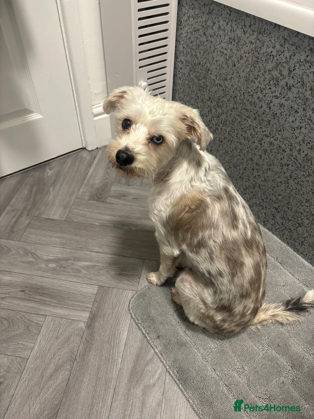 Mixed Breed dogs for sale: Dotty - Advert 4
