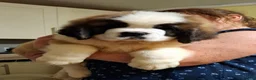 Saint Bernard dogs for sale: Show Quality Saint Bernard's  - Advert 26