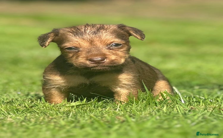 Patterdale Terrier dogs - Advert 5
