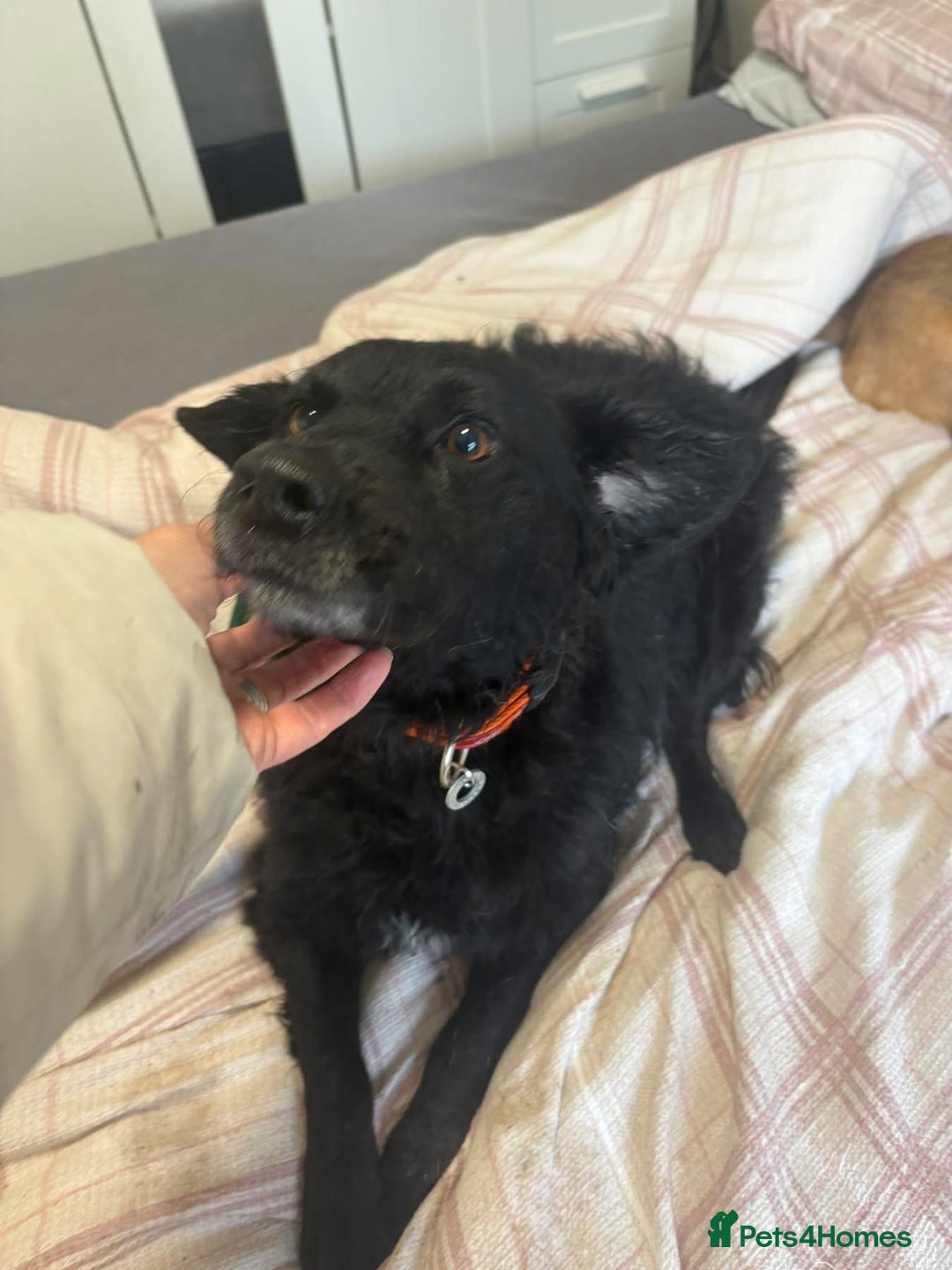 Mixed Breed dogs for adoption: Dagry - Norwich Norfolk  - Advert 7