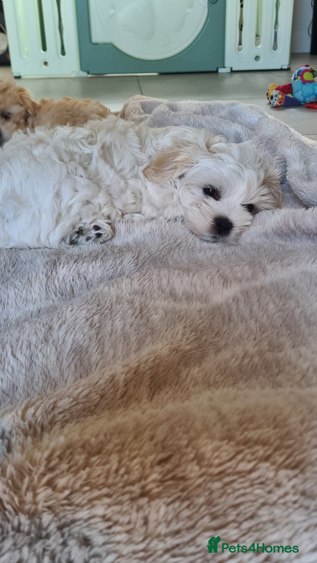 Mixed Breed dogs for sale: Havamalt pups - Image 2