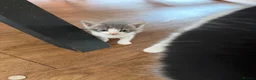Mixed Breed cats for sale: Half persian - Advert 5