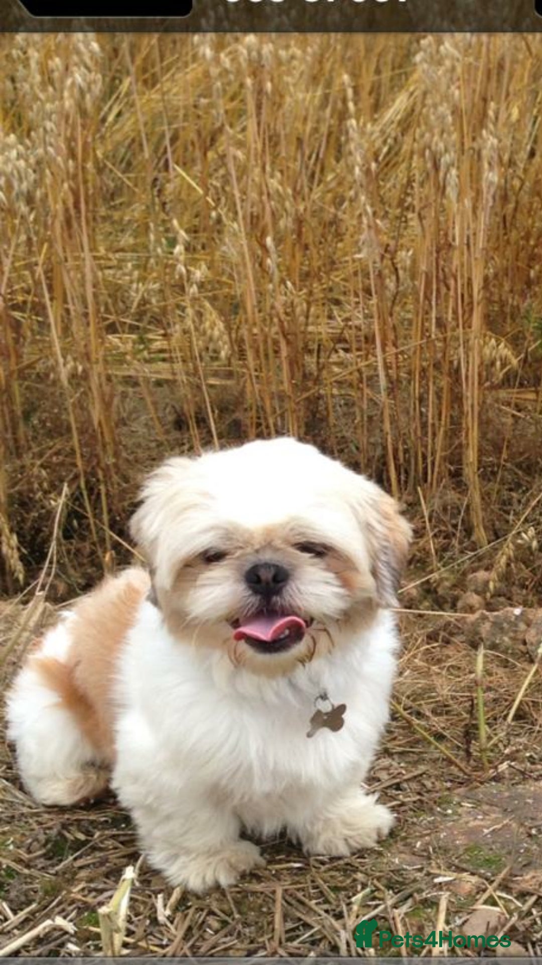 Shih Tzu dogs for stud: Handsome experienced KC registered stud dog in Cullompton - Image 1