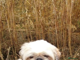 Shih Tzu dogs in Cullompton - Advert 6