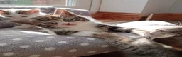 Mixed Breed cats for sale: Kittens Mixed breed (father 1/4 Bengal) - Advert 20