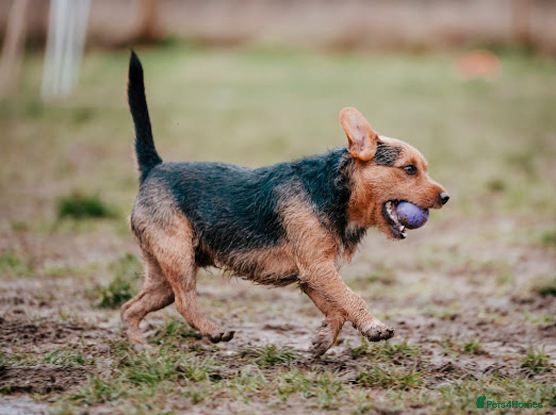 Patterjack dogs for stud: Jack Russell cross Patterdale for stud - Image 17