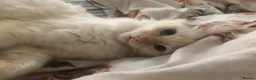 Ragdoll cats for sale: Rare cream pointed ragdoll - Advert 2