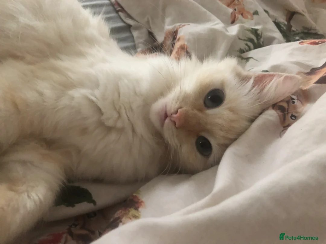 Ragdoll cats for sale: Rare cream pointed ragdoll - Advert 2