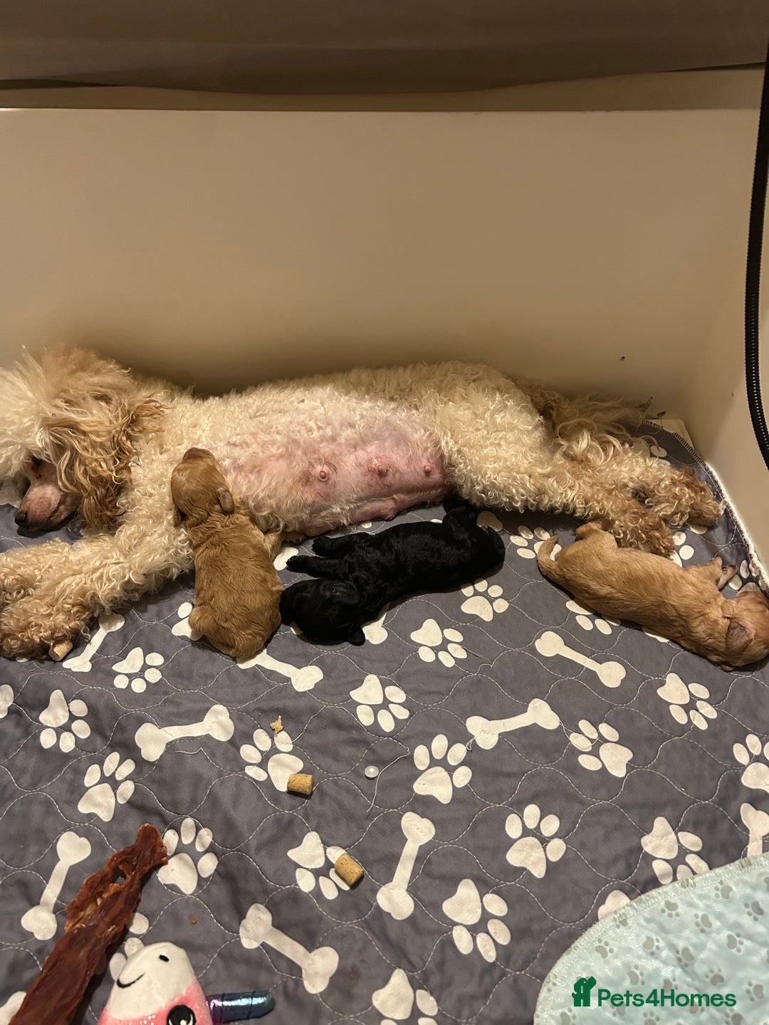 Toy Poodle dogs for sale: KC toy poodles by health tested parents  - Advert 5