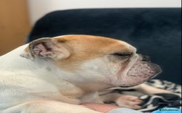 English Bulldog dogs for sale: Beautiful breed standard 7 year old girl  - Image 6