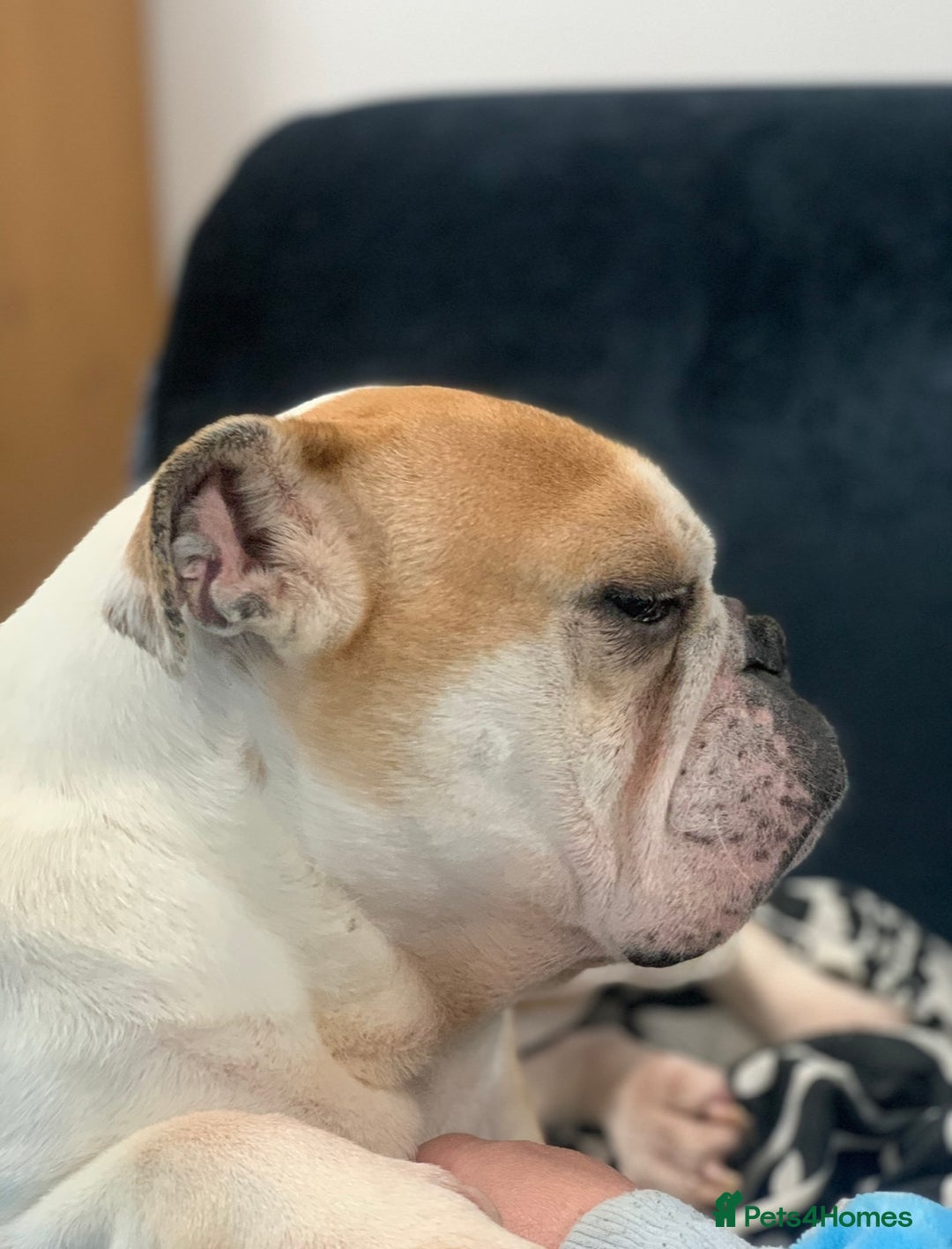 English Bulldog dogs for sale: Beautiful breed standard 7 year old girl  - Image 6