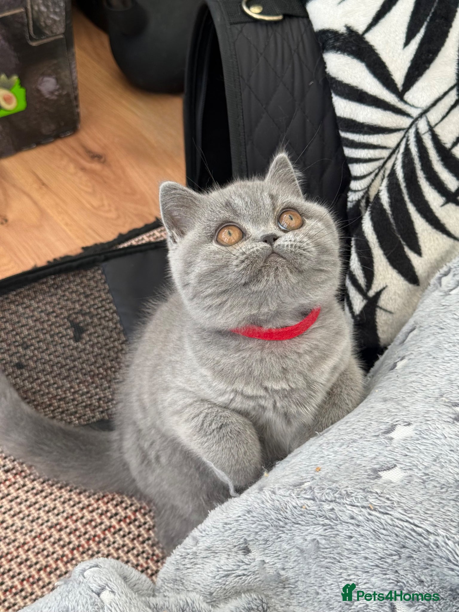 British Shorthair cats for sale: Pedigree British Shorthair Kittens ready to go! - Advert 17