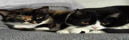 Domestic Shorthair cats for sale: Candy - Advert 3