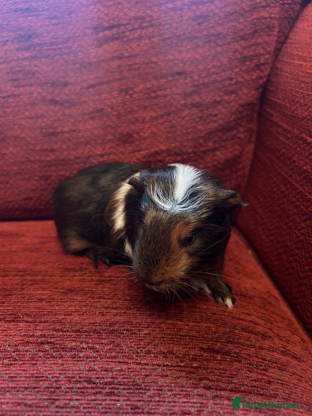 Guinea Pig rodents for sale: Two baby boars for sale  - Advert 5