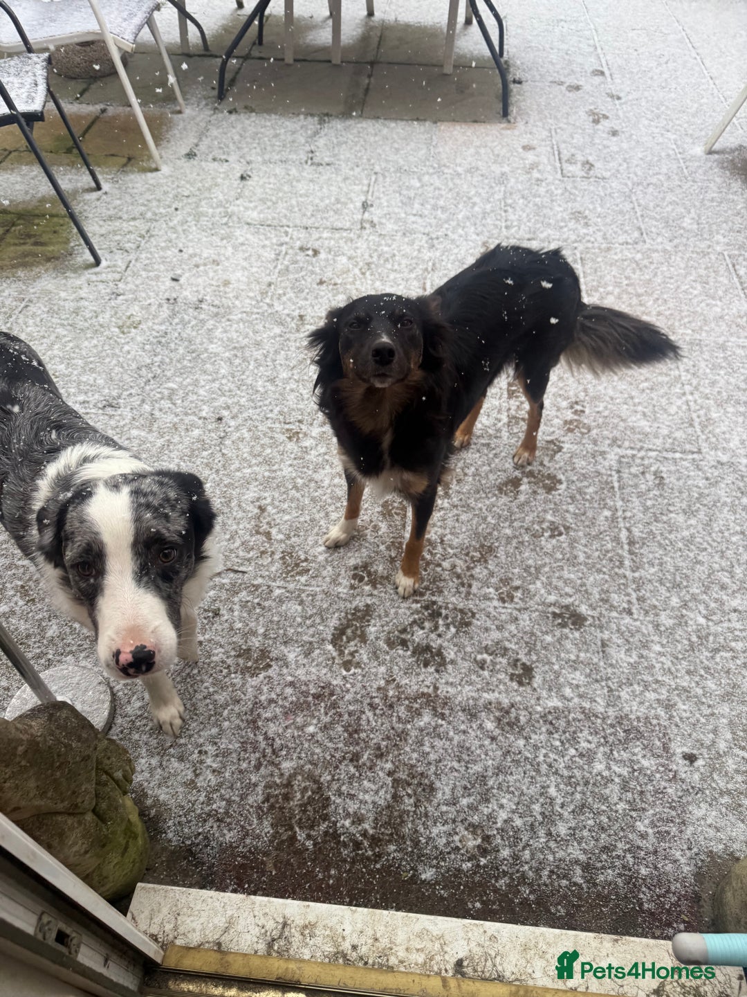 Border Collie dogs for sale: Gorgeous border collie puppies - Advert 2