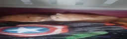 Mixed Breed cats for sale: Ginger kitten waiting for a loving home  in Chatham - Advert 18