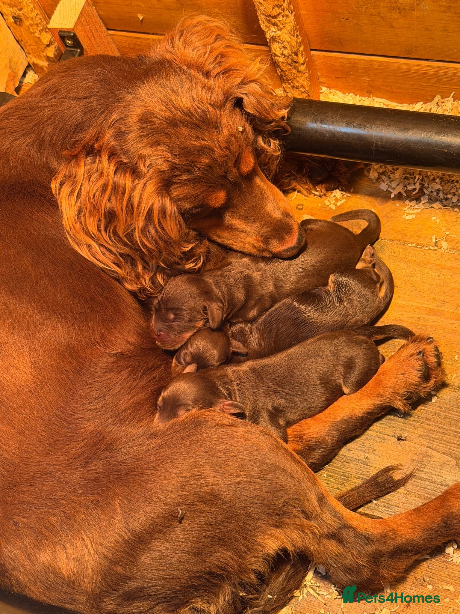 Cocker Spaniel dogs Tri colour pups chocolate tan and white  - Advert 1
