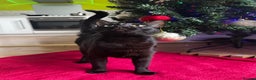 Mixed Breed cats for sale: Bombay cat  - Advert 14