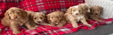 Cockapoo 5