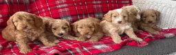 Cockapoo dogs for sale: SHOW TYPE MINIATURE F1 COCKAPOO PUPPIES - Advert 18
