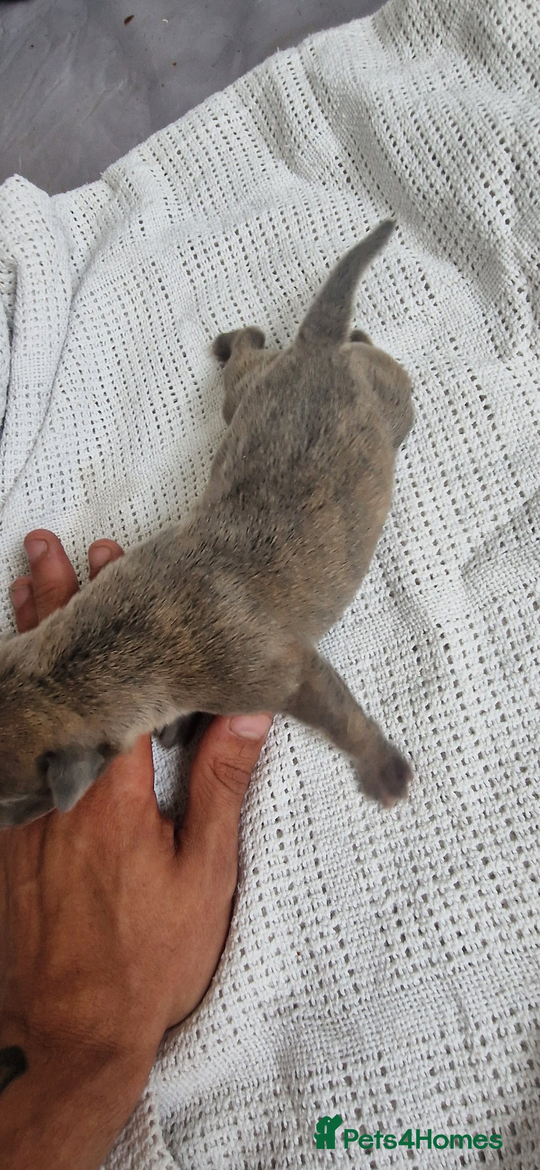 Mixed Breed dogs for sale: 8 Bully X Puppies  - Image 20