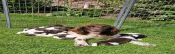 English Springer Spaniel dogs for sale: KC registered liver and white Springer spaniels in Kidderminster - Advert 1