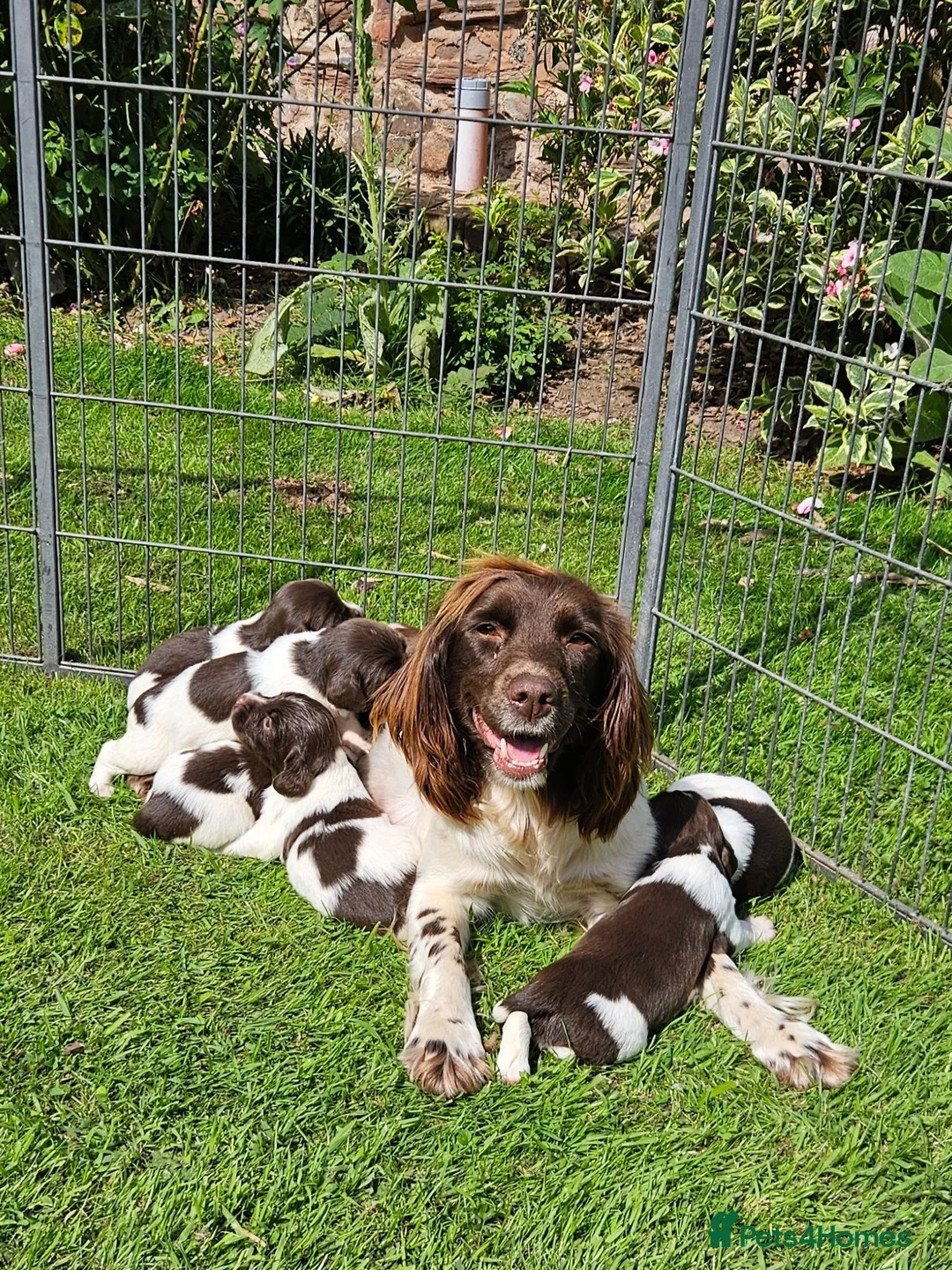English Springer Spaniel dogs for sale: KC registered liver and white Springer spaniels in Kidderminster - Advert 1
