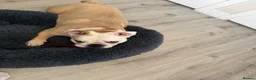English Bulldog dogs for sale: Female Bulldog - Bruno  - Advert 1