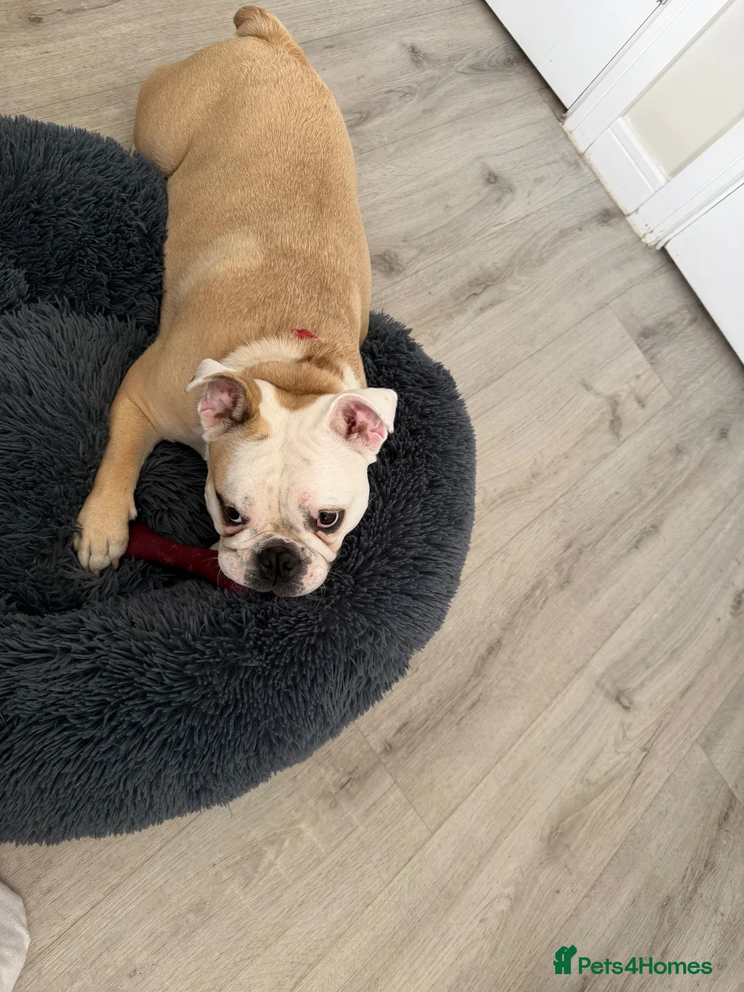 English Bulldog dogs for sale: Female Bulldog - Bruno  - Advert 1