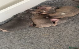 French Bulldog dogs for sale: 🐾✨ Adorable Frenchies ready soon ✨ 🐾  - Advert 4