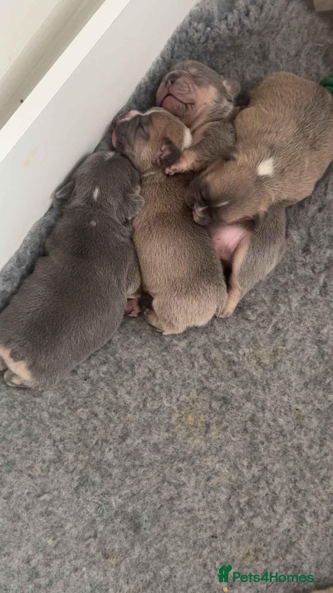 French Bulldog dogs for sale: 🐾✨ Adorable Frenchies ready soon ✨ 🐾  - Advert 4