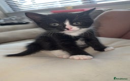 Bombay cats for sale: Male Bombay Kitten - Image 1