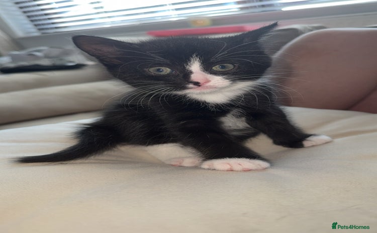 Bombay cats for sale - Advert 1