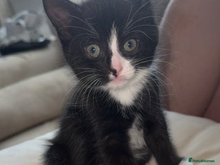 Bombay cats - Advert 24