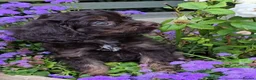Cavapoo dogs for sale: F1 Cavapoo Puppies  - Advert 11